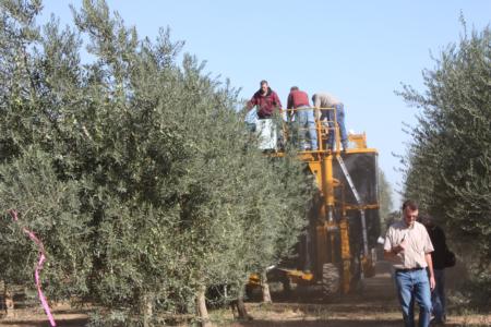 Ag-Right over-the-row harvester in olive orchard: Harvester in the orchard